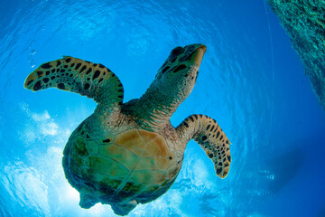 sea turtle swimming in the sea