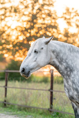 Beautiful grey horse pony with dapples covered in sunset sunlight looking grumpy with nice bokeh