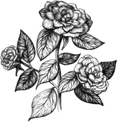 Hand drawn camellia flower black and white graphic