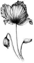 Hand drawn poppy flower black and white graphic