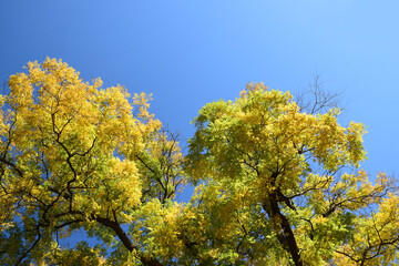 Autumn in Karadjordjev Park Zrenjanin Serbia
