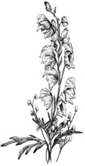 Hand drawn aconite flower black and white graphic