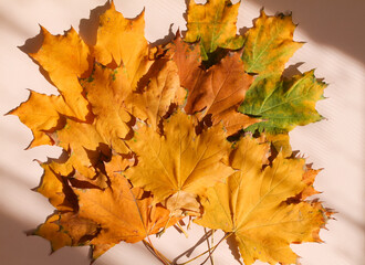 bouquet of autumn leaves on a beige background in the rays of the sun with shadows, top view. High quality photo