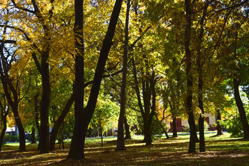 Naklejka premium Autumn in Karadjordjev Park Zrenjanin Serbia