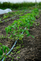 vegetable garden in the garden