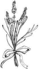 Hand drawn lavender flower black and white graphic