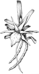 Hand drawn angrecum flower black and white graphic