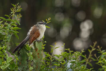 White-browed Coucal - Centropus superciliosus, beautiful colored cuckoo from African bushes and woodlands, Queen Elizabeth National Park, Uganda.