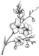 Hand drawn sakura flower black and white graphic