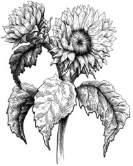 Hand drawn sunflower flower black and white graphic