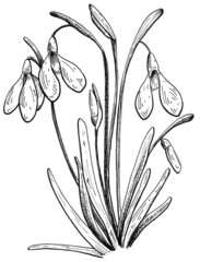 Hand drawn snowdrop flower black and white graphic
