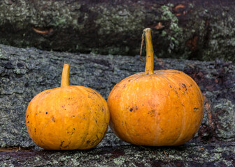 two bright orange pumpkins on a background of wooden logs, autumn