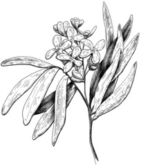 Hand drawn olive flower black and white graphic
