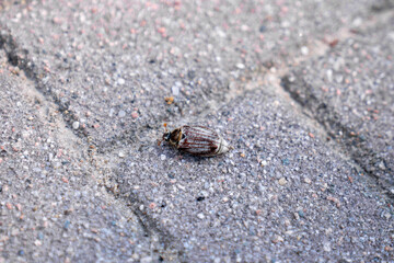 bug