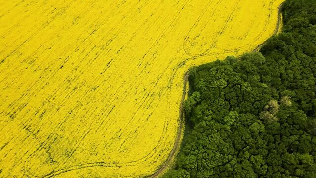 Bird's eye view from a drone of a passing canola crop, aerial view of spring rapeseed flower field.