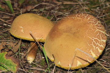 Xerocomellus chrysenteron mushroom macro photo