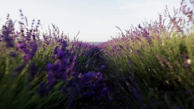 Lavender field in France Provence through