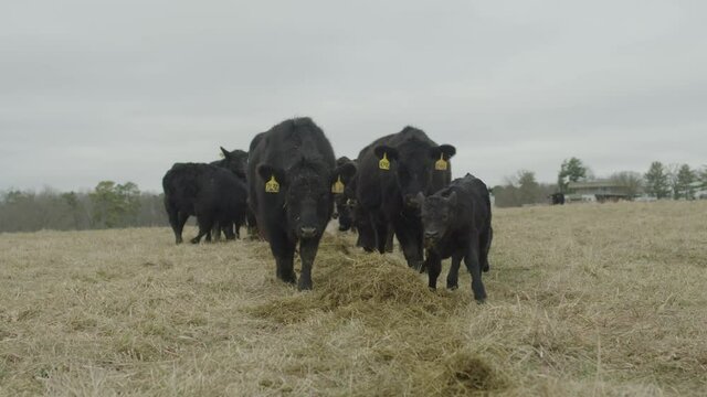Slow motion of a herd of heifer cows with a calf up front walking along a windrow of hay towards the camera