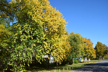 Autumn in Karadjordjev Park Zrenjanin Serbia