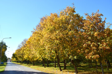 Autumn in Karadjordjev Park Zrenjanin Serbia