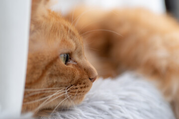 見つめる猫　茶トラ猫