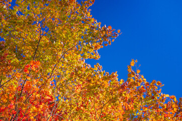 一の瀬園地の大カエデ　乗鞍高原