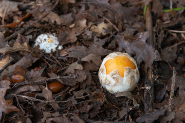 Amanita en el bosque