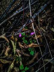 Fiori rosa tra le foglie autunnali
