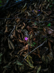 Fiori rosa tra le foglie autunnali