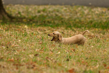 Naklejka na ściany i meble 秋の公園の草むらであくびをする茶色い小型犬