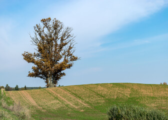 landscape in the middle of an oak-treated field, blue sky background