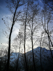 Silohuette alberi in una giornata invernale nelle Alpi