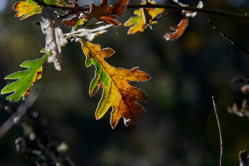 Hoja de árbol en el bosque