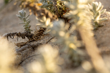 Closeup shot of astragalus plants