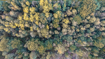 Aerial bird view over beautiful temperate coniferous forest over top of trees showing the amazing different green pine forest colors. Air hum, flying low over a dense forest landscape. High quality