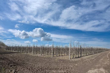 Foto auf Acrylglas Orchard near Kraggenburg in the Noordoostpolder, Flevoland Province, The Netherlands © Holland-PhotostockNL