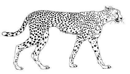 running Cheetah hand-drawn with ink on white background