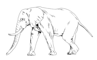 large full-length elephant drawn in ink by hand