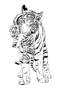 tiger drawn with ink from the hands of a predator tattoo