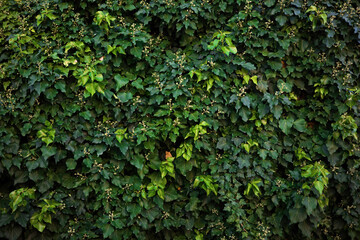 Fototapeta na wymiar Green natural background of ivy leaves growing on a wall outdoors. Natural wallpaper creating calming background with structure of plant branches. Pattern of foliage in summer.