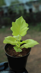 beautiful leaf plant in nature