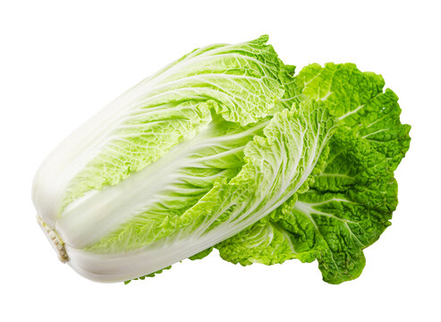 Napa cabbage or chinese cabbage isolated on white background.