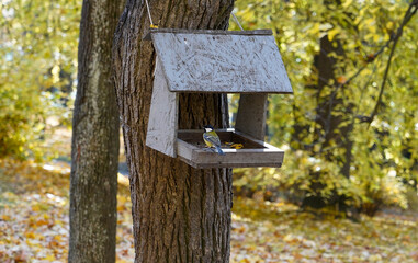Photo of a wooden feeder on a tree in the forest with birds