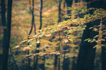 Yellow foliage on branch in autumn woodland in close up. Colorful leaves hanging on tree in fall nature. Orange forest like background.