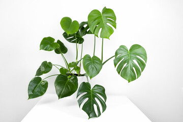 Beautiful monstera deliciosa or Swiss cheese plant in a modern flower pot on a white table on a light background. Home gardening concept. Selective focus