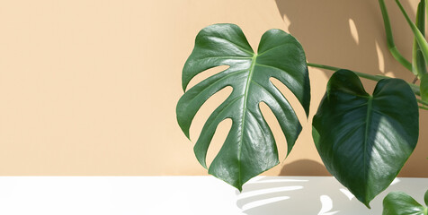 A beautiful leaf of the monstera deliciosa or Swiss cheese plant in the sun against a beige and white wall background. House plants in a modern interior. Home decor and gardening concept. Banner