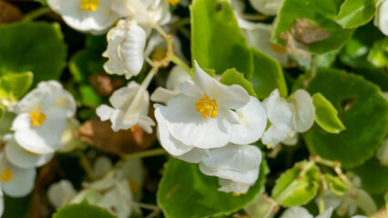 white flowers in the garden