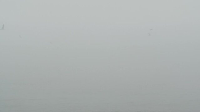 Seagulls fly along the sea in the morning fog, the footage was shot in slow mo