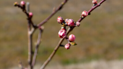 apple flower, apple, Malus Domestica, an apple in spring, Elma çiçeği