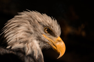  Eagle's head in profile. Sharp yellow eagle beak. Eagle look. High quality photo